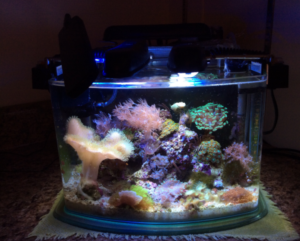 Simple Aquarium
